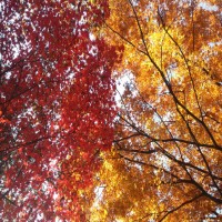아름다운 가을날 단풍